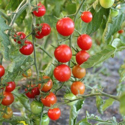 Cherry rajčice 500g