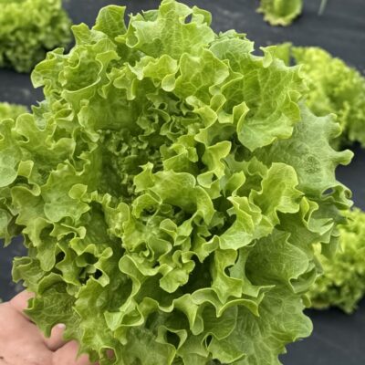 Eko Salata kristal kg